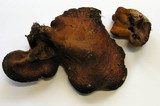 Fistulina hepatica image