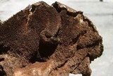 Sarcodon indurescens image
