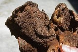 Sarcodon indurescens image