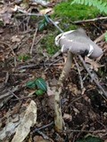 Image of Amanita magna