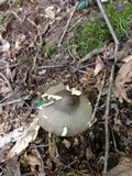 Amanita magna image