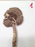 Amanita magna image