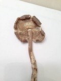 Amanita magna image