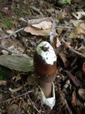 Amanita magna image
