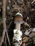 Amanita magna image