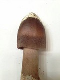 Amanita magna image