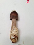Amanita magna image