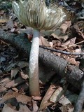 Amanita magna image