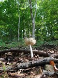 Amanita magna image