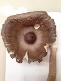 Amanita magna image