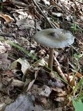 Amanita magna image