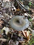Amanita magna image