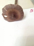 Amanita magna image