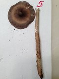 Amanita magna image