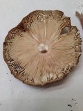 Amanita magna image