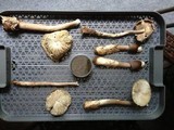 Amanita magna image