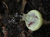 Agaricus auricolor image