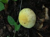 Agaricus auricolor image
