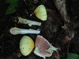 Agaricus auricolor image