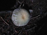 Russula crustosa image