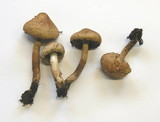 Inocybe bongardii image