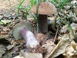 Tylopilus plumbeoviolaceus image