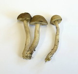 Leccinum pseudoscabrum image