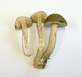 Leccinum pseudoscabrum image