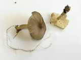 Megacollybia platyphylla image