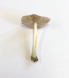 Pluteus salicinus image