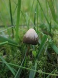 Psilocybe semilanceata image