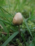 Psilocybe semilanceata image