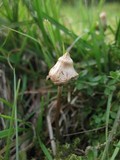 Psilocybe semilanceata image