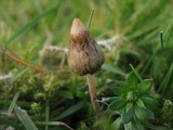 Psilocybe semilanceata image