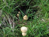 Psilocybe semilanceata image