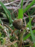 Psilocybe semilanceata image