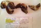 Caloboletus rubripes image