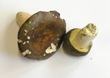 Russula olivacea image