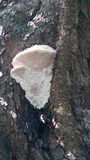 Tyromyces chioneus image
