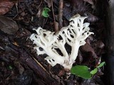 Polyporus umbellatus image