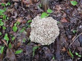 Polyporus umbellatus image