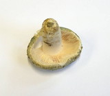 Russula virescens image