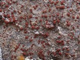 Caloplaca crenularia image