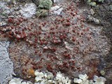Caloplaca crenularia image