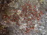 Caloplaca crenularia image