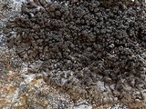 Xanthoparmelia verruculifera image