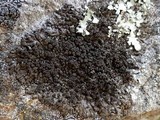 Xanthoparmelia verruculifera image