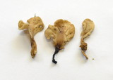 Spathularia flavida image