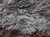 Diploschistes scruposus image