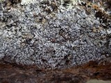 Physcia caesia image